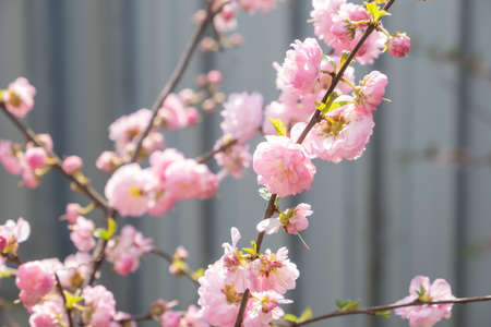 Cherry tree in spring blooming close up