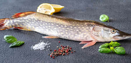 Raw northern spike with seasonings on dark backgroundの写真素材