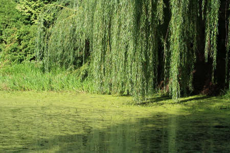 Weeping willow, Salix, by the pondの写真素材