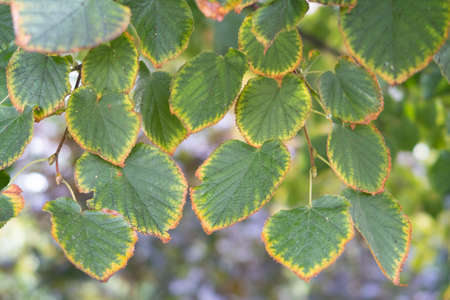 Linden leaves, green with a yellow border on a branch in autumnの写真素材