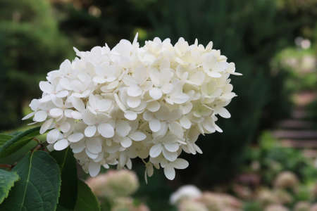 White hydrangea flower on green backgroundの写真素材