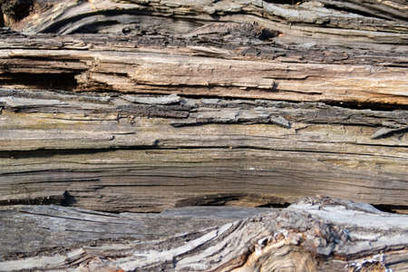 The structure of the wood of an old rotten log lying in the open airの写真素材