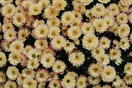 Set of small yellow with pink flowers of chrysanthemum ha against a dark backgroundの写真素材