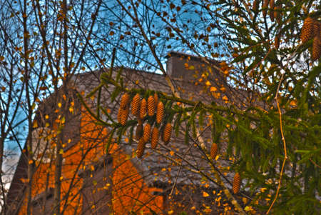 Spruce branch with cones on the background of a country houseの写真素材