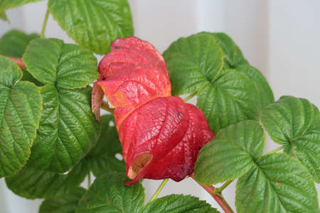 Raspberry leaves, red and green, autumn
