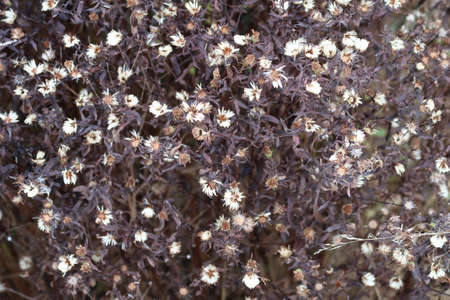 Autumn dried flowers, small white flowers, backgroundの写真素材
