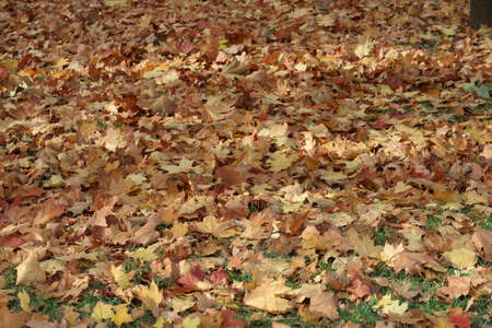 A carpet of yellow maple leaves on a green lawnの写真素材