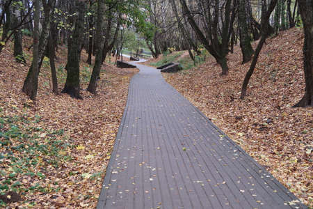 Walking path in the park, fallen leaves, autumnの写真素材