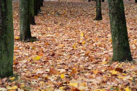 Maple alley covered with dry leavesの写真素材
