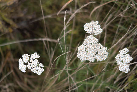 White inflorescences of yarrow on a background of dry grass, late autumnの写真素材