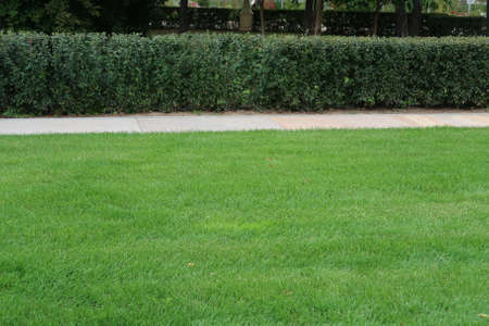 Wall of bushes along the lawn and paved path, minimalismの写真素材