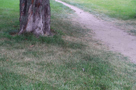 The trunk of an old tree against the background of a green lawn and a dirt pathの写真素材