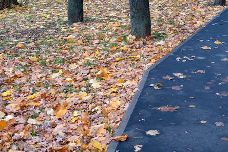 Asphalt footpath on a lawn densely strewn with fallen leaves, autumn