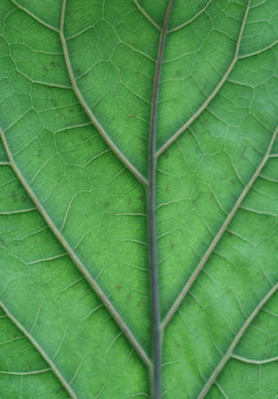 The structure of the surface of the back side of a green leaf, thick and thin veins, background