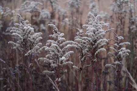 Dry wild flower with fluffy seeds, dried flowers, background