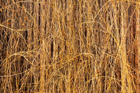 Dry stems of decorative grapes on a brick fence, autumnの写真素材