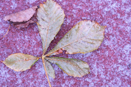 Fallen leaf, frozen to the icy surface of the sports ground, backgroundの写真素材