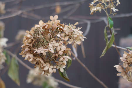 Dried hydrangea inflorescence, Hydrangea, late autumn, dried flowers, backgroundの写真素材