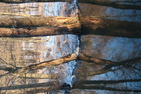 Reflection of thick tree trunks in the water surface of a forest river, winter, blue sky, backgroundの写真素材