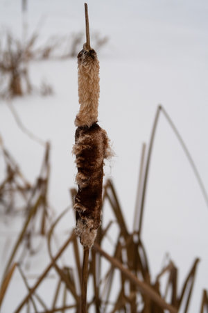 Fluffed reed cone on a frozen lake, winter, cloudyの写真素材