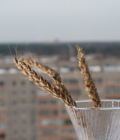 Dry ears of wheat in a vintage ribbed glass vase on the window against the background of residential high-rise buildings, cloudy, quarantineの写真素材