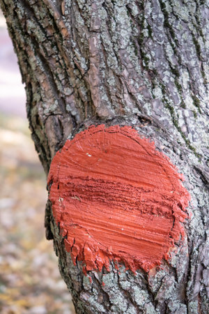 A thick branch was sawn off at the trunk of a tree, the saw cut is covered with a layer of paintの写真素材