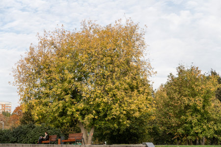 Tree with yellowed leaves on the boulevard, bench, greeneryの写真素材