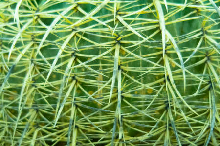 Many long cactus needles cover the green trunk, backgroundの写真素材