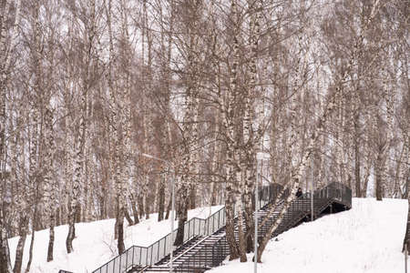 Staircase on a snow-covered hillside overgrown with birches on a winter day