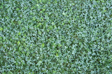 Short cut lawn covered with small white clover leaves, background