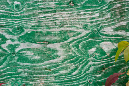 A small branch of a plant with reddish leaves on the background of a wooden surface painted with green paint, wood structureの写真素材