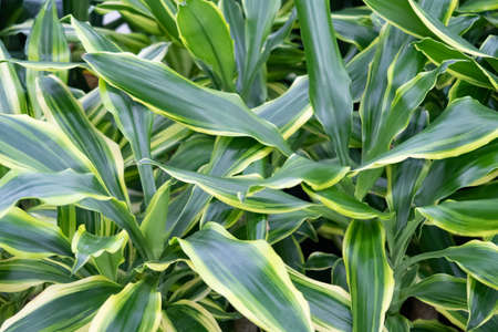Fragrant dracaena, evergreen shrub plant, species of the genus Dracaena of the Asparagus family,...