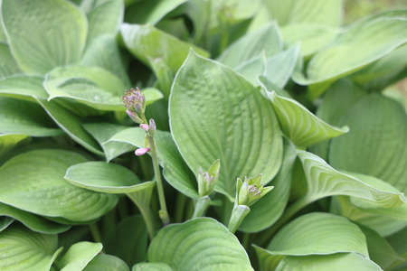Buds and peduncles Hosta, Hosta, against a background of green leaves, green background