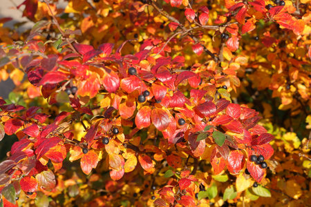 Red autumn leaves and black berries, bright colorful background, autumn nature