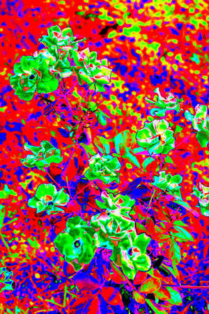 Abstraction red flowers, changed colors, colorful background in pastel colors.