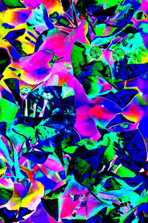 Abstract flowers bougainvillea, changed colors, colorful background.