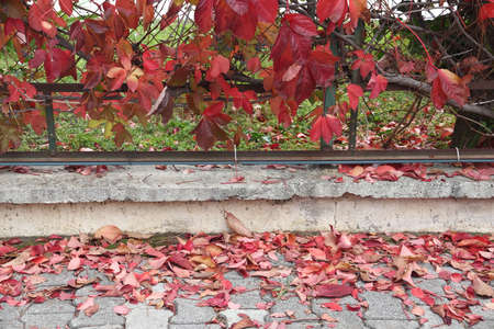 Fallen red leaves of wild grapes, fence entwined with wild grapes, minimalism.の写真素材