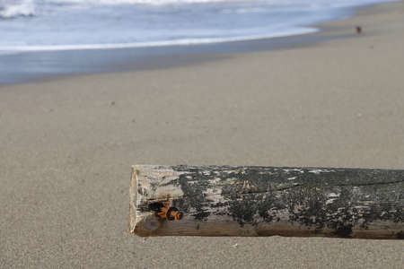 A log with metal fasteners is thrown by a storm on a sandy shore and lies on wet sand, Alanya,...
