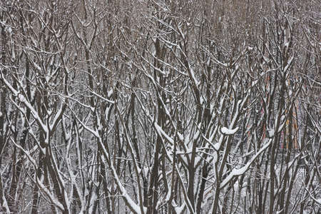 Snow lies on the bare branches of trees, winter natural background.