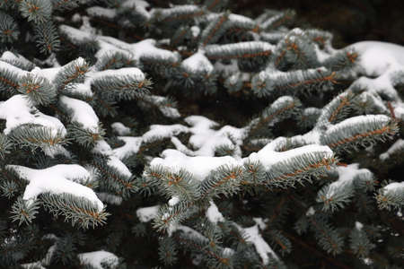 Fir branches on snow caps, winter trees, green fir needles