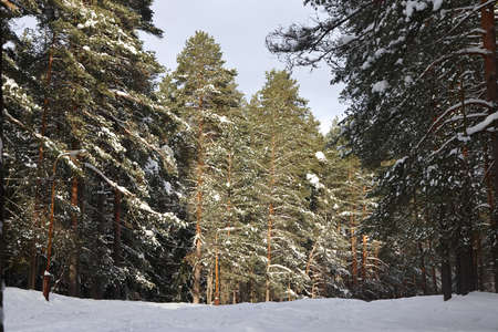 Picturesque wine forest. Fabulous snowy wonderland. Magic beautiful scenic view of pines and spruce trees covered with snow. cold frosty nature. Wonderful hibernal fairy tale panoramic landscapeの写真素材