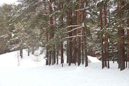 Picturesque wine forest. Fabulous snowy wonderland. Magic beautiful scenic view of pines and spruce...