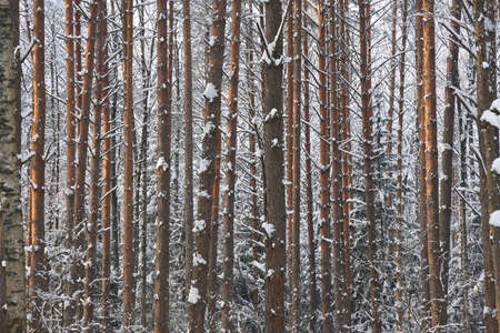 Snowy winter forest background. Beautiful spruce trees trunks pattern, sticked with snowの写真素材