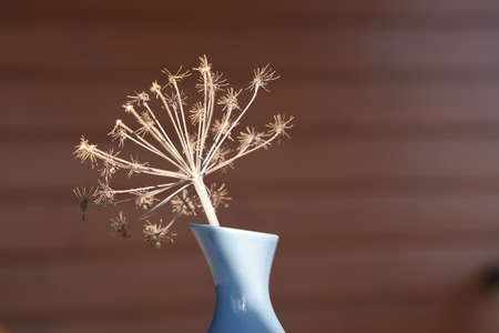 Dried decorative umbellate flowers in a ceramic vase close-up. floral backgroundの写真素材