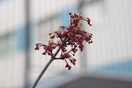 Spring delicate leaves and buds. Green buds and first leaves on a branch in spring. Awakening
