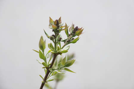 Spring delicate leaves and buds. Green buds and first leaves on a branch in spring. Awakening