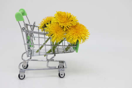 A yellow bouquet of field dandelions plucked from a spring meadow lies in a grocery cart. white backgroundの写真素材