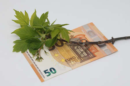 On the banknote there is a branch with blossoming buds, tender green leaves, spring, new grandiose plans for the financial yearの写真素材
