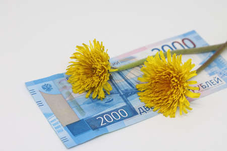 Yellow dandelion lies on a banknote close-up, financial plans in the spring