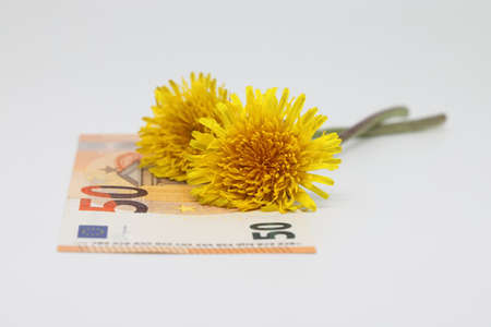 Yellow dandelion lies on a banknote close-up, financial plans in the springの写真素材